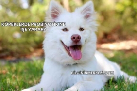 Köpeklerde Probiyotik Ne İşe Yarar?