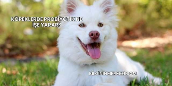 Köpeklerde Probiyotik Ne İşe Yarar?