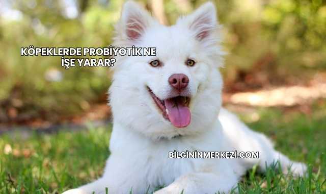 Köpeklerde Probiyotik Ne İşe Yarar?