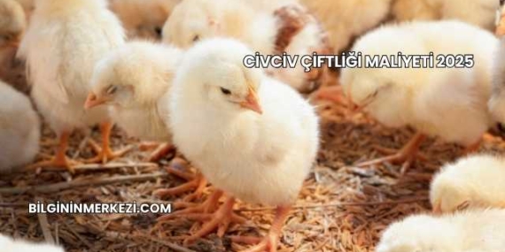 Civciv Çiftliği Maliyeti 2025