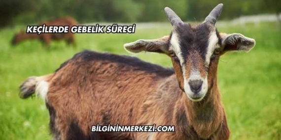 Keçilerde Gebelik Süreci