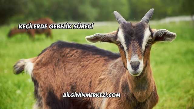 Keçilerde Gebelik Süreci