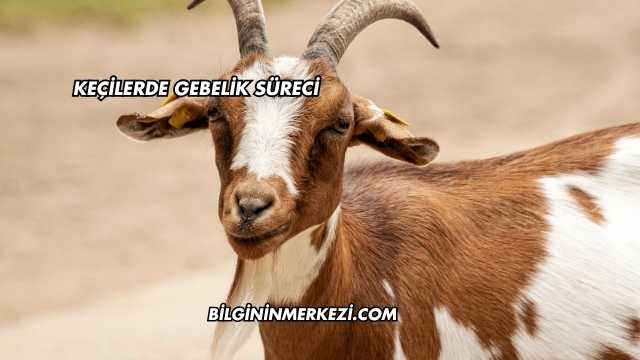 Keçilerde Gebelik Süreci