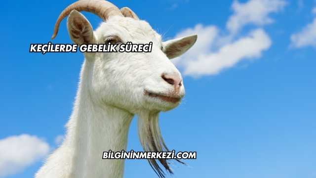 Keçilerde Gebelik Süreci