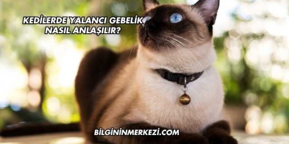 Kedilerde Yalancı Gebelik Nasıl Anlaşılır?
