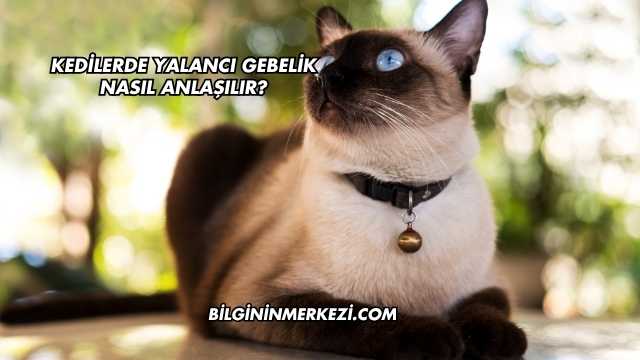 Kedilerde Yalancı Gebelik Nasıl Anlaşılır?
