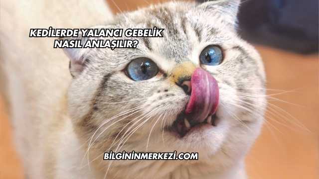 Kedilerde Yalancı Gebelik Nasıl Anlaşılır?