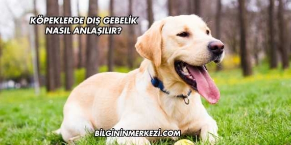 Köpeklerde Dış Gebelik Nasıl Anlaşılır?