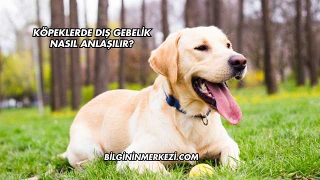 Köpeklerde Dış Gebelik Nasıl Anlaşılır?