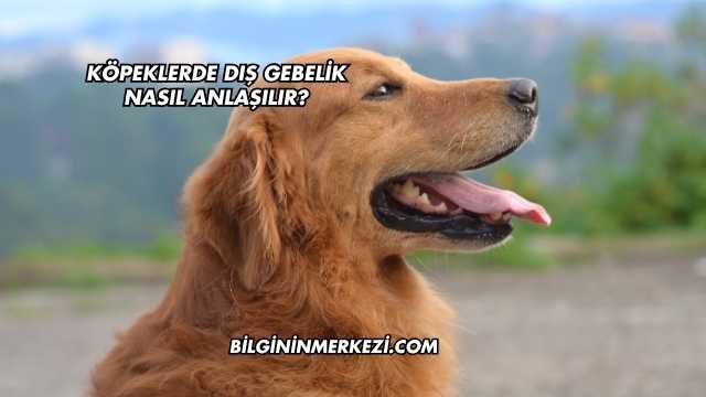 Köpeklerde Dış Gebelik Nasıl Anlaşılır?