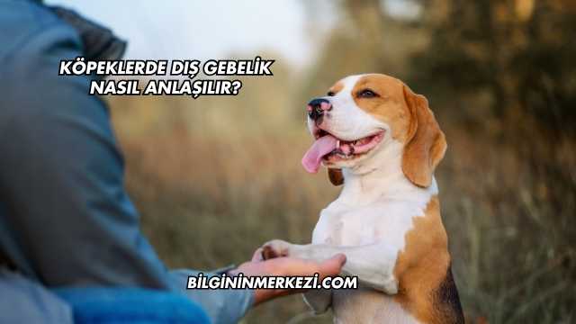 Köpeklerde Dış Gebelik Nasıl Anlaşılır?