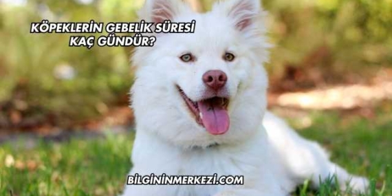 Köpeklerin Gebelik Süresi Kaç Gündür?