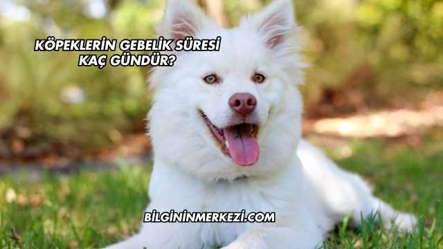 Köpeklerin Gebelik Süresi Kaç Gündür?