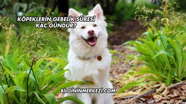 Köpeklerin Gebelik Süresi Kaç Gündür?
