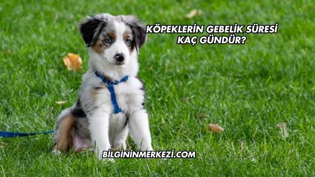 Köpeklerin Gebelik Süresi Kaç Gündür?