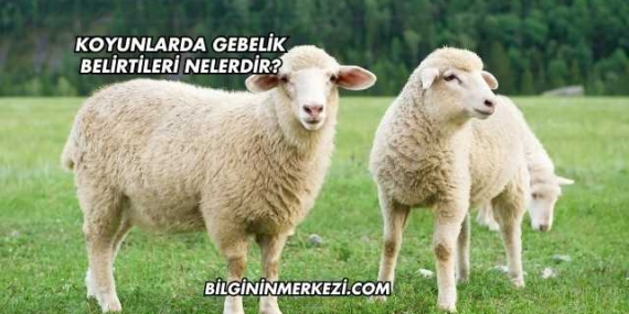 Koyunlarda Gebelik Belirtileri Nelerdir?