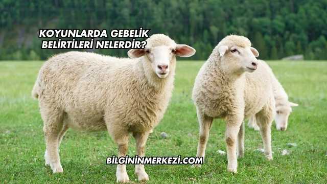 Koyunlarda Gebelik Belirtileri Nelerdir?