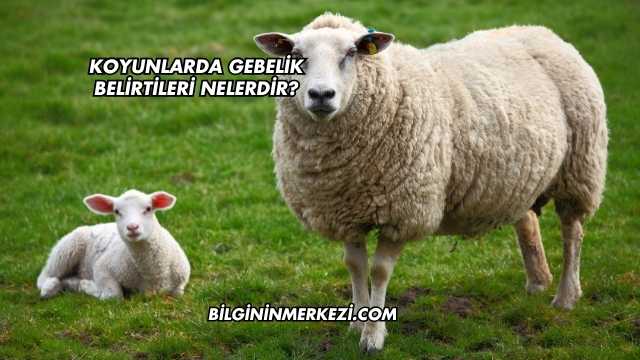 Koyunlarda Gebelik Belirtileri Nelerdir?