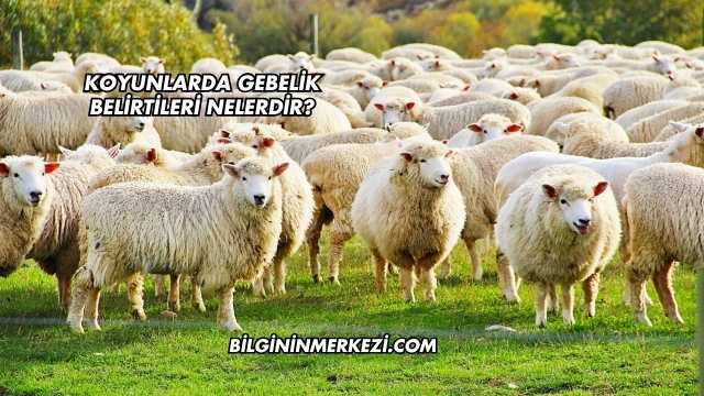 Koyunlarda Gebelik Belirtileri Nelerdir?