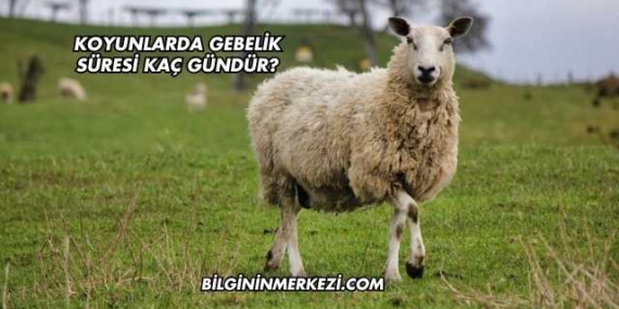 Koyunlarda Gebelik Süresi Kaç Gündür?