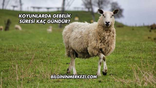 Koyunlarda Gebelik Süresi Kaç Gündür?