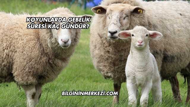 Koyunlarda Gebelik Süresi Kaç Gündür?