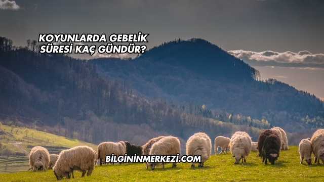Koyunlarda Gebelik Süresi Kaç Gündür?