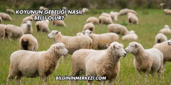 Koyunun Gebeliği Nasıl Belli Olur?