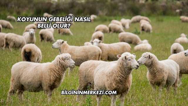 Koyunun Gebeliği Nasıl Belli Olur?