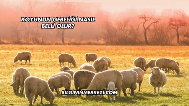 Koyunun Gebeliği Nasıl Belli Olur?