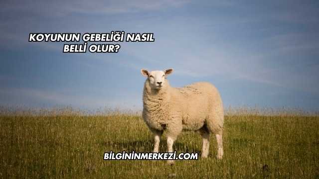 Koyunun Gebeliği Nasıl Belli Olur?