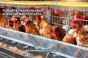 Yumurta Tavukçuluğu Kurulum Maliyeti 2025