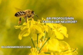 Arı Propolisinin Faydaları Nelerdir?