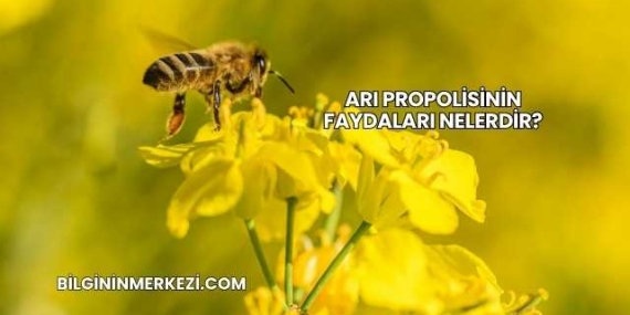 Arı Propolisinin Faydaları Nelerdir?