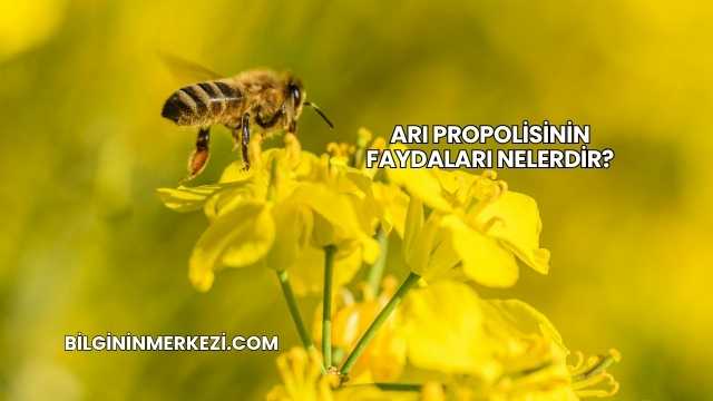 Arı Propolisinin Faydaları Nelerdir?