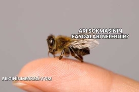 Arı Sokmasının Faydaları Nelerdir?