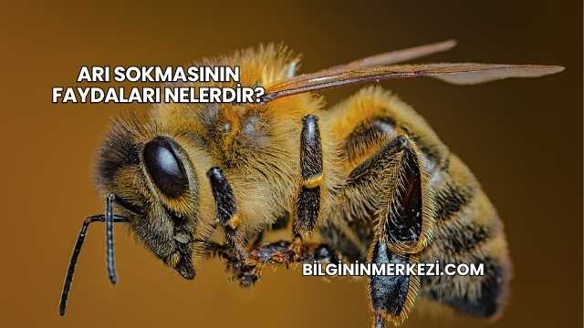 Arı Sokmasının Faydaları Nelerdir?