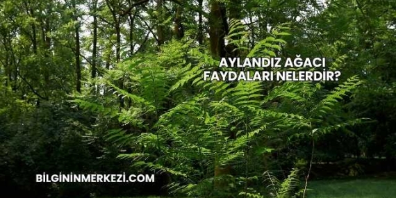 Aylandız Ağacı Faydaları Nelerdir?