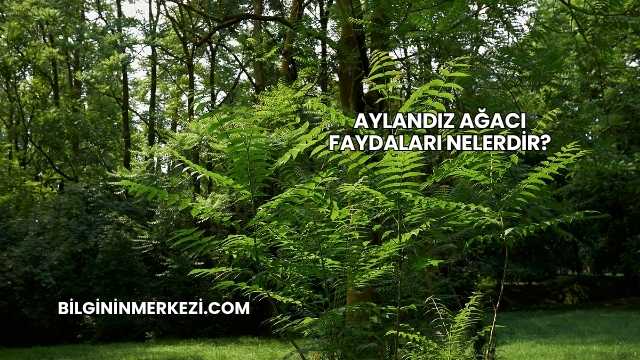 Aylandız Ağacı Faydaları Nelerdir?