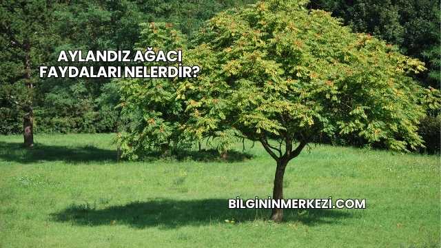 Aylandız Ağacı Faydaları Nelerdir?