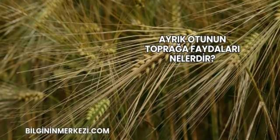 Ayrık Otunun Toprağa Faydaları Nelerdir?