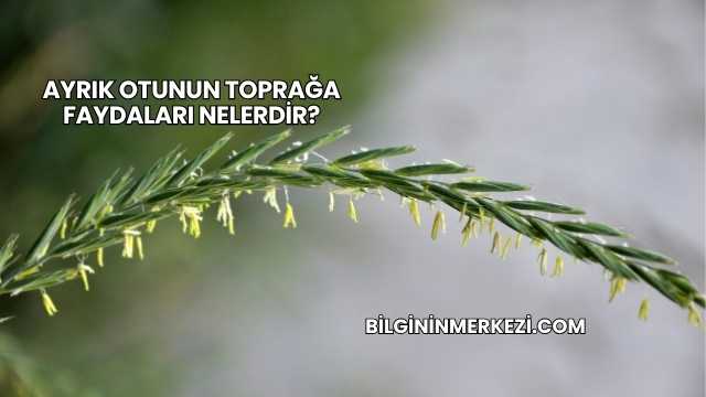 Ayrık Otunun Toprağa Faydaları Nelerdir?