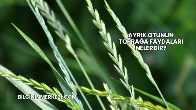 Ayrık Otunun Toprağa Faydaları Nelerdir?
