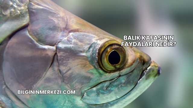 Balık Kafasının Faydaları Nedir?