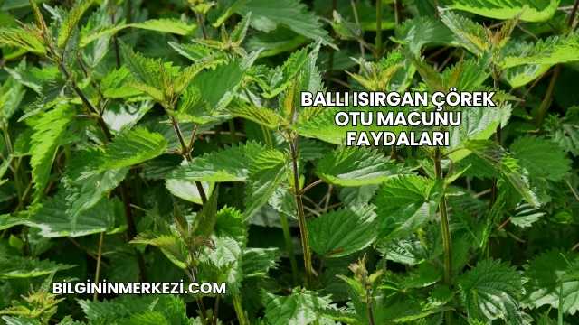 Ballı Isırgan Çörek Otu Macunu Faydaları