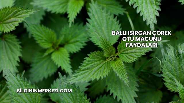 Ballı Isırgan Çörek Otu Macunu Faydaları