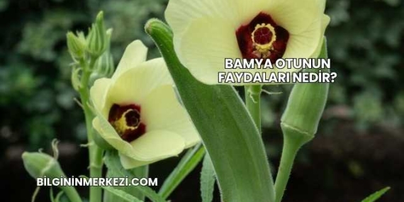 Bamya Otunun Faydaları Nedir?