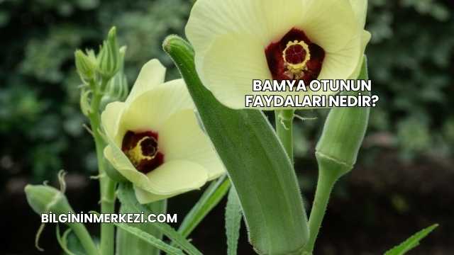 Bamya Otunun Faydaları Nedir?