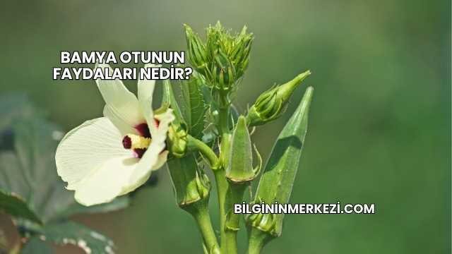 Bamya Otunun Faydaları Nedir?