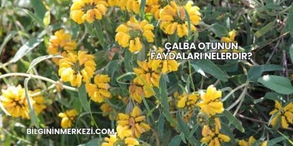 Çalba Otunun Faydaları Nelerdir?